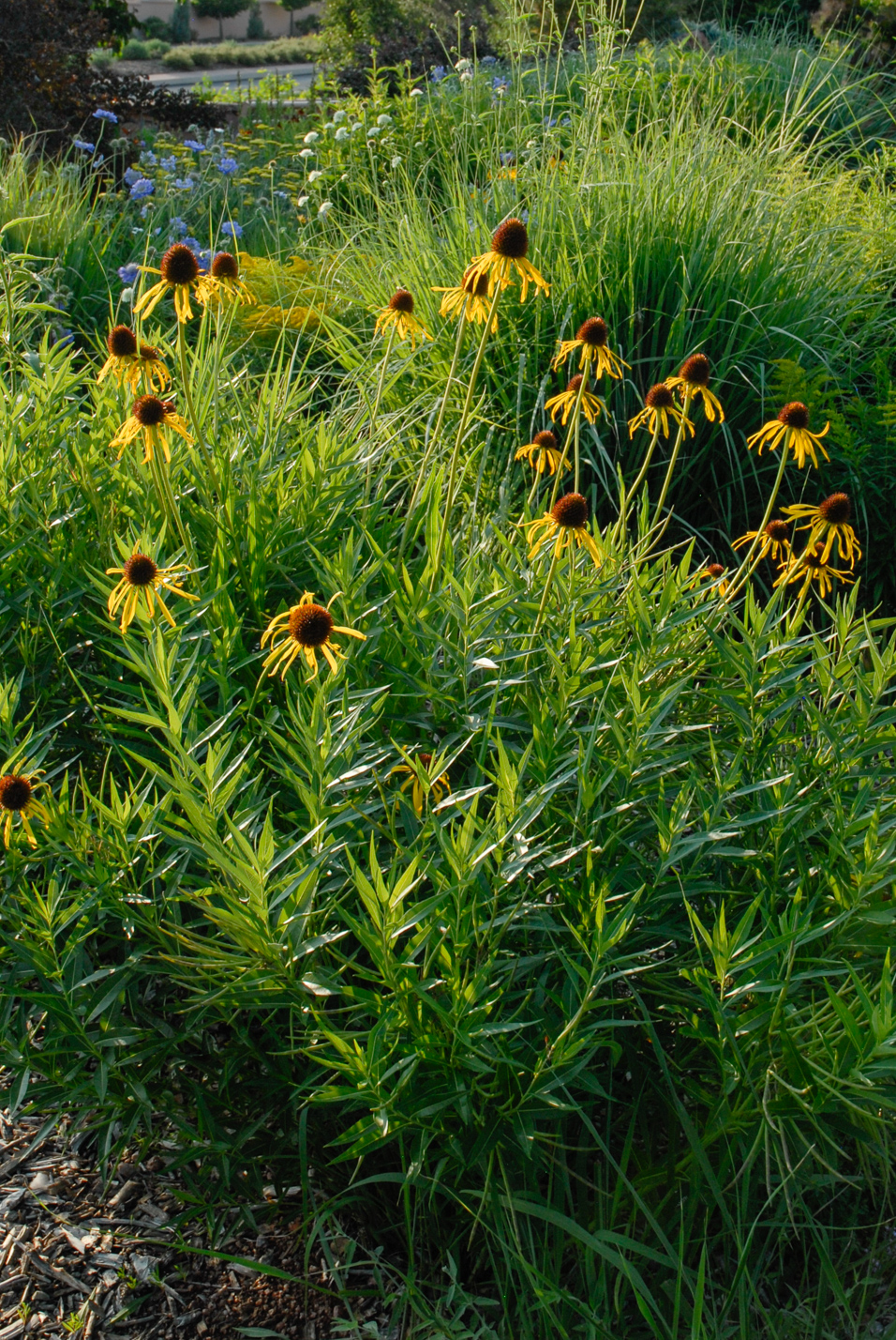 Yellow Coneflower